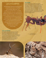 Les fourmis N.E - La grande imagerie